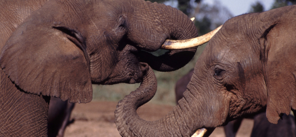 John Storr photo of affectionate elephants