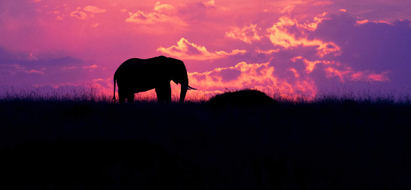 an elephant in the sunset