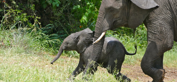 mother and child elephants