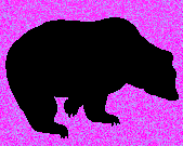 a bear