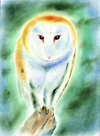 Phantom Owl