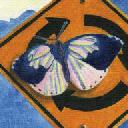 Roundabout Is Butterfly Thumbnail