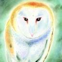 Phantom Owl Thumbnail
