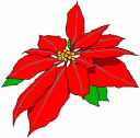 a poinsettia